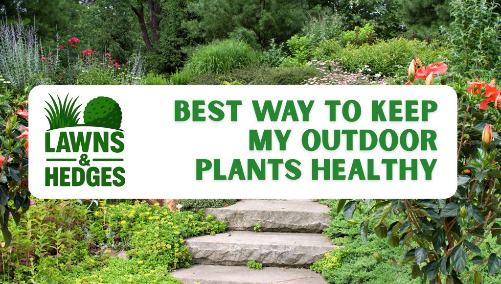 Best Way to Keep My Outdoor Plants Healthy