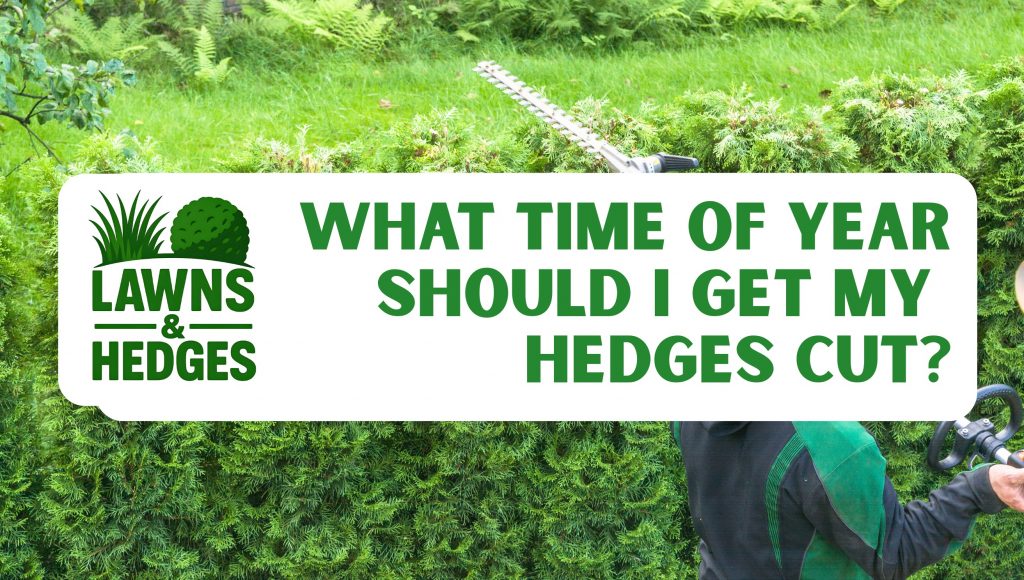 What Time of Year Should I Get My Hedges Cut?